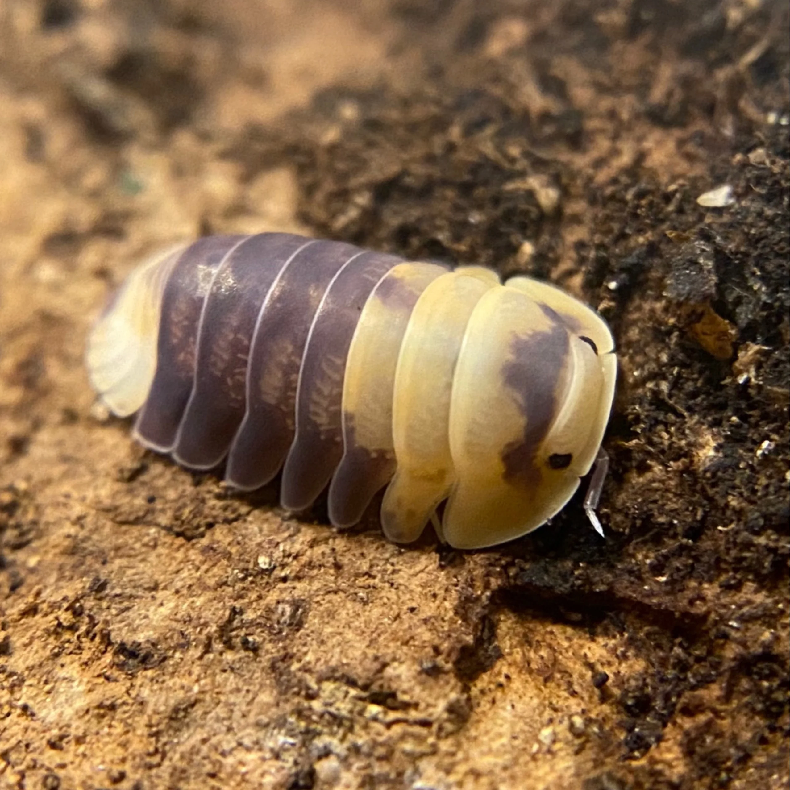 zebra isopods